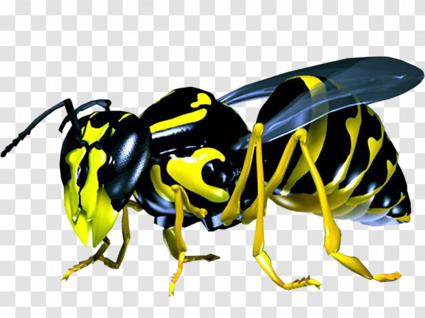 Desktop Wallpaper Computer Animation High-definition Television - Honey Bee - Wasp Transparent PNG