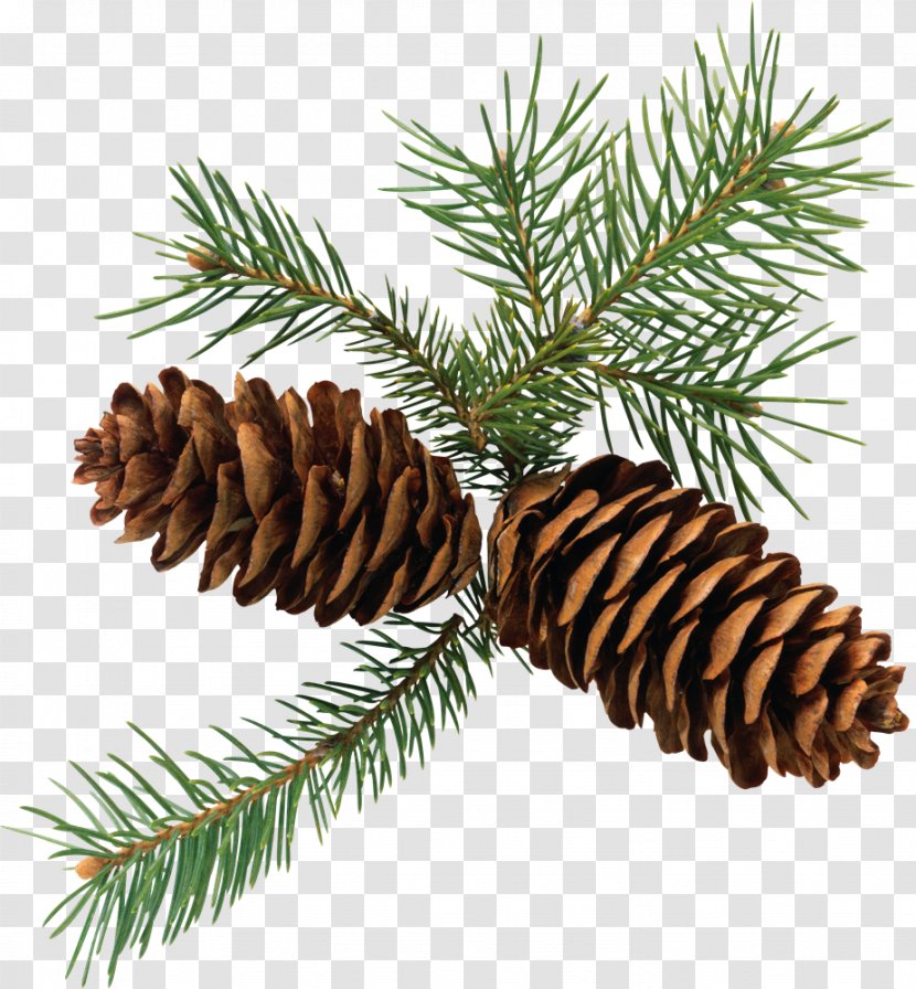 Conifer Cone Eastern White Pine Clip Art - Tree Transparent PNG