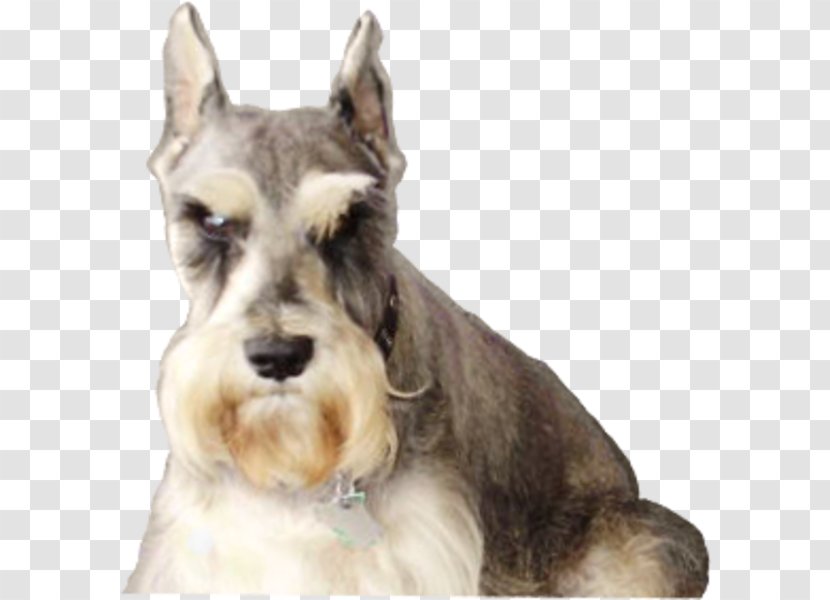Miniature Schnauzer Standard Dog Breed Companion Terrier - Axel Streamer Transparent PNG