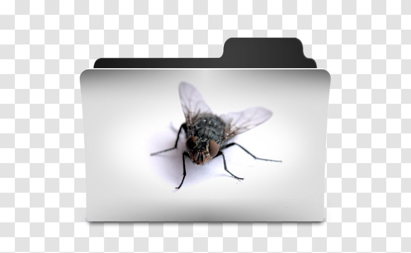 Bee Desktop Wallpaper Metaphor - Butterflies And Moths Transparent PNG