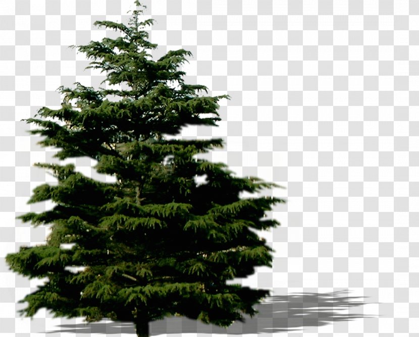 Spruce Fir Pine Christmas Tree Ornament - Plant Transparent PNG