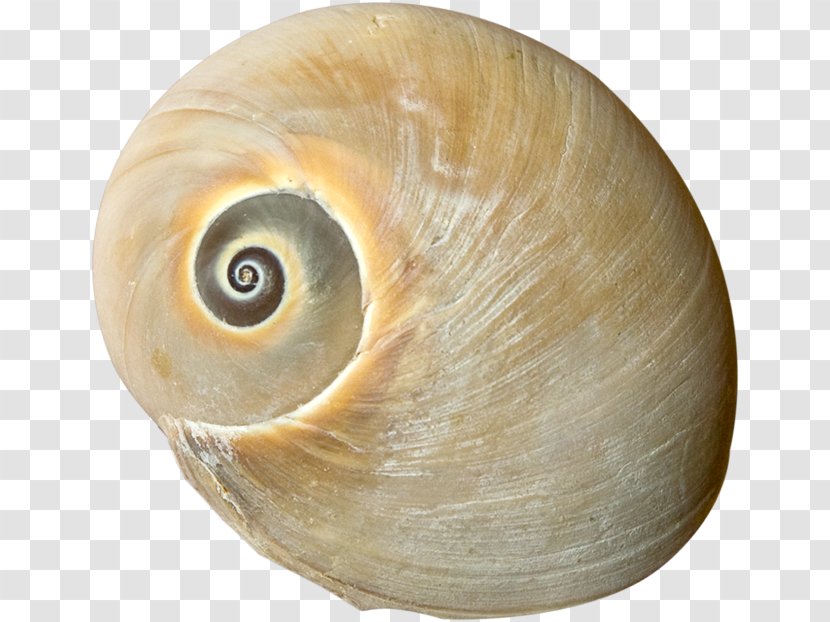 Sea Snail Seashell Conchology Mollusc Shell Clip Art Transparent PNG