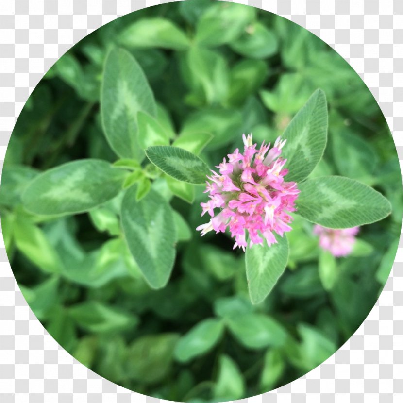 Medicine Red Clover Materia Medica Herb Why Would You Know Transparent PNG