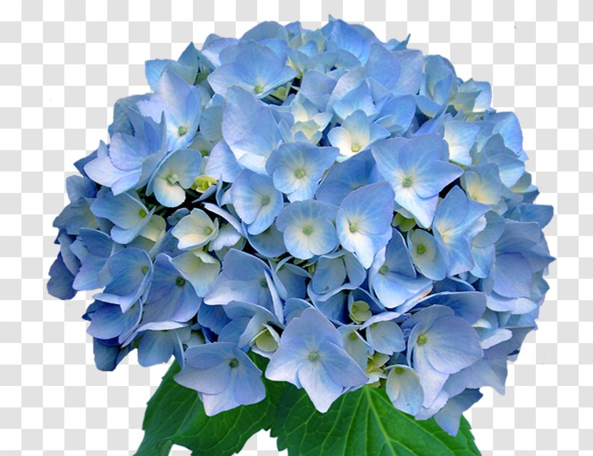 Flower Light Blue Wedding Invitation Hydrangea Transparent PNG