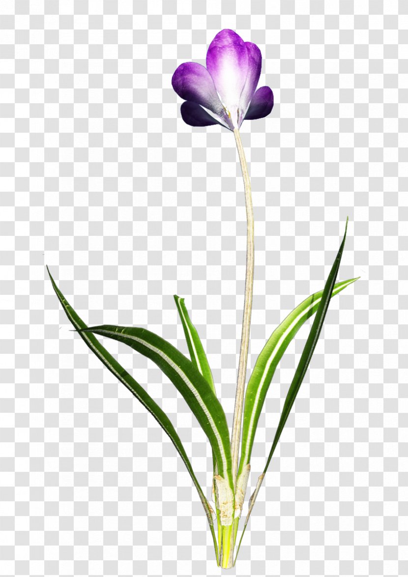 Flower Clip Art - Plant Stem - Crocus Transparent PNG
