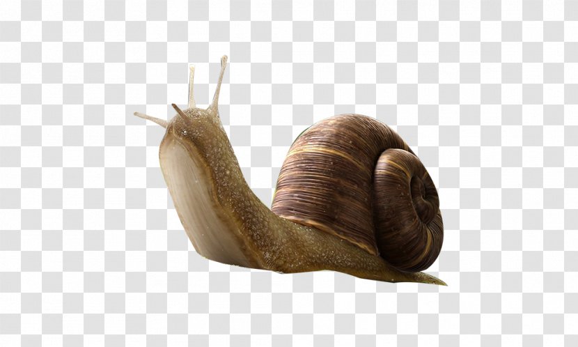 Snail Insect Orthogastropoda - Elephant - Cute Transparent PNG