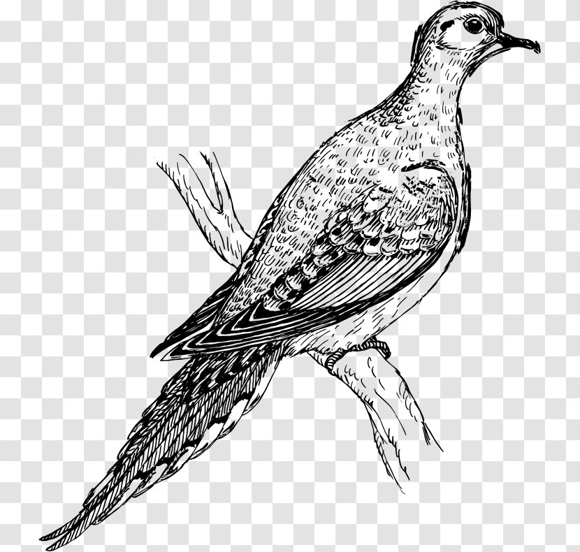 Columbidae Bird Mourning Dove Drawing Clip Art - Black And White - Morning Transparent PNG