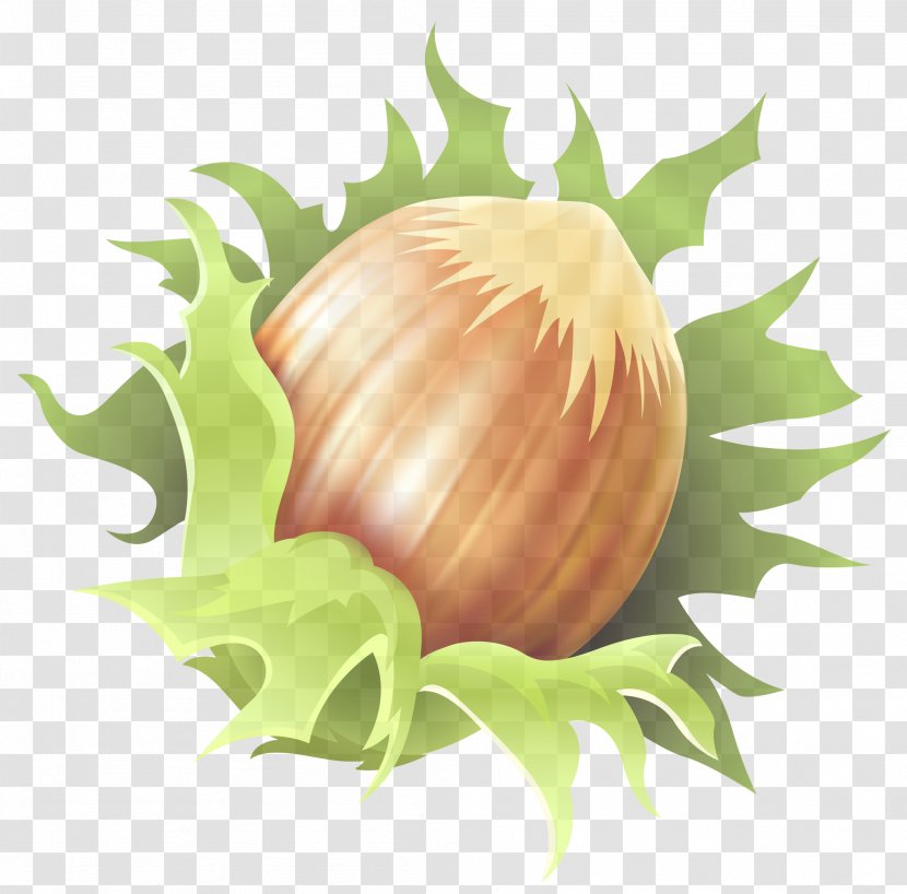 Plant Clip Art Vegetable Onion Food - Flowering Transparent PNG