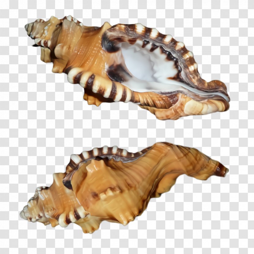Conch Shell Sea Snail Bivalve - Shankha Jaw Transparent PNG