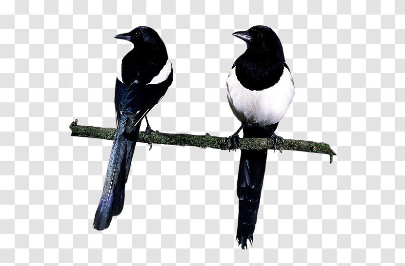 Eurasian Magpie Love Letters Of The Angels Death Bird - Text Transparent PNG