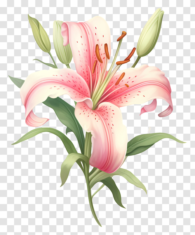 Pink Lily Flower - Delicate Pink Lily Flower Artwork Transparent PNG