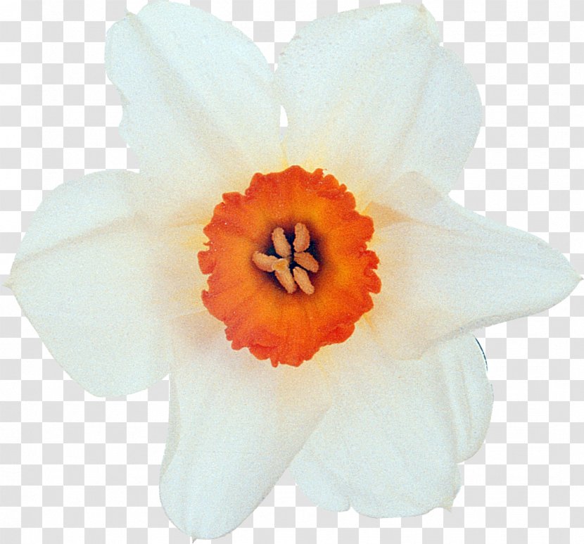 Flower White Plant Petal - Narcissus Transparent PNG