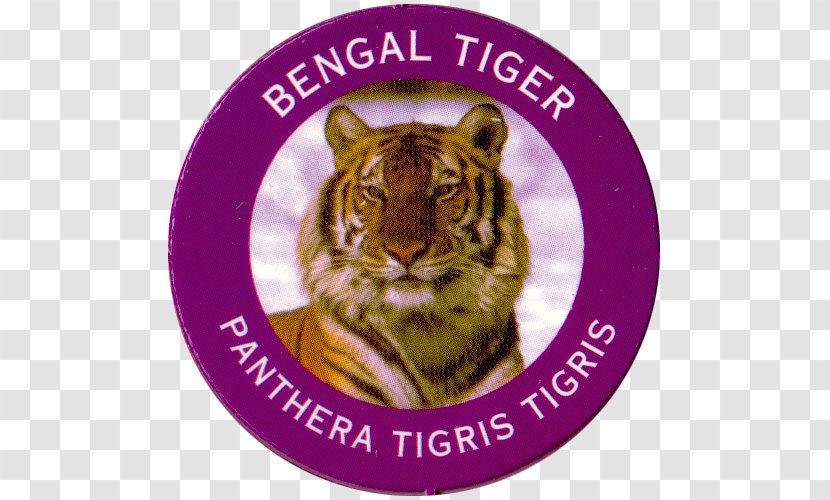 Tiger Whiskers Big Cat Burn Transparent PNG