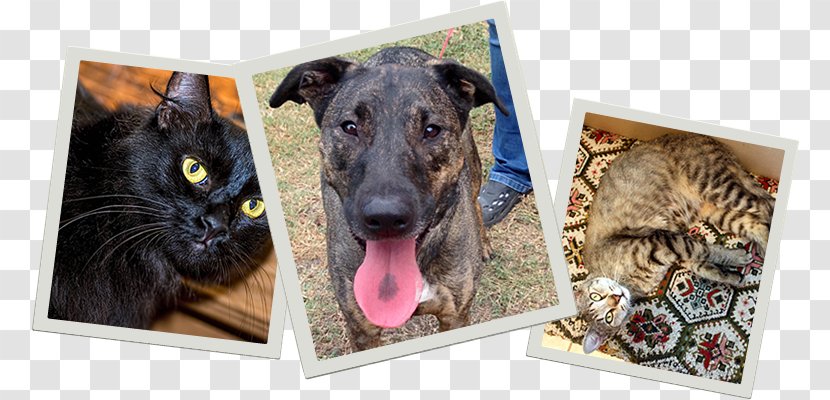 Dog Breed Homes For Pets Great Dane Forever - Pet Adoption Transparent PNG