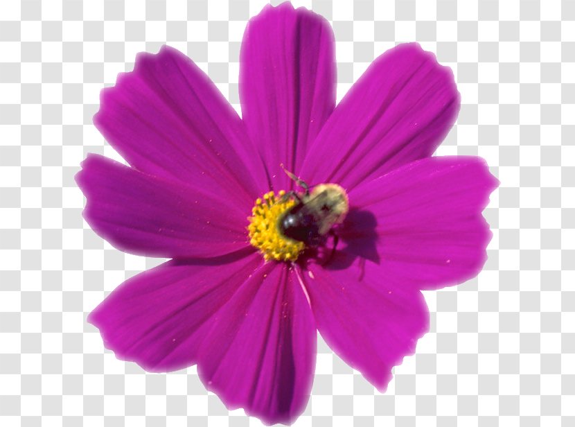 Cosmos Photography Clip Art - Daisy Family - Purple Transparent PNG