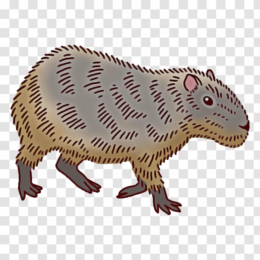 Drawing Cartoon Rat Computer Mouse Beaver Transparent PNG