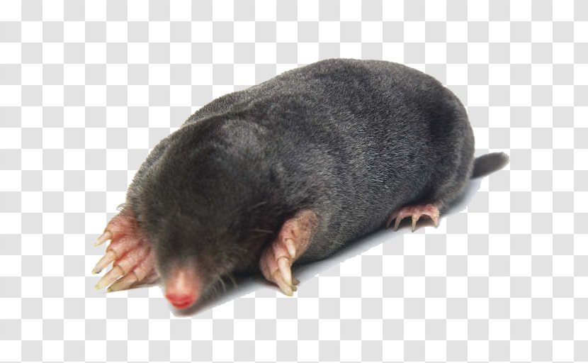 European Mole Eastern Molehill Homo Sapiens - Pest - Rat Transparent PNG