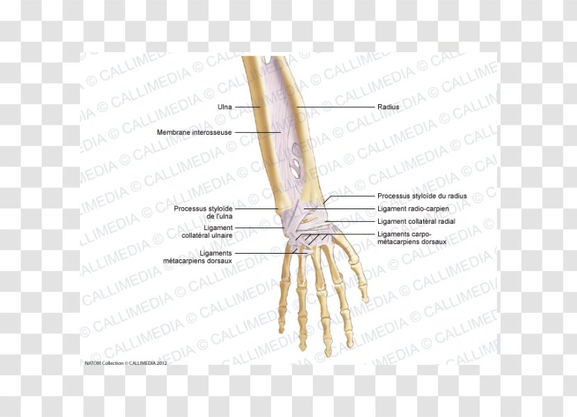 Thumb Forearm Ligament Anatomy Hand - Frame Transparent PNG