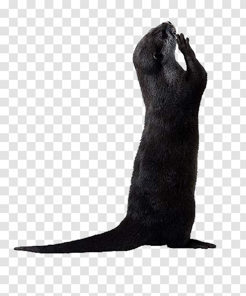 Otter Arvicolinae Vole - Mink Transparent PNG