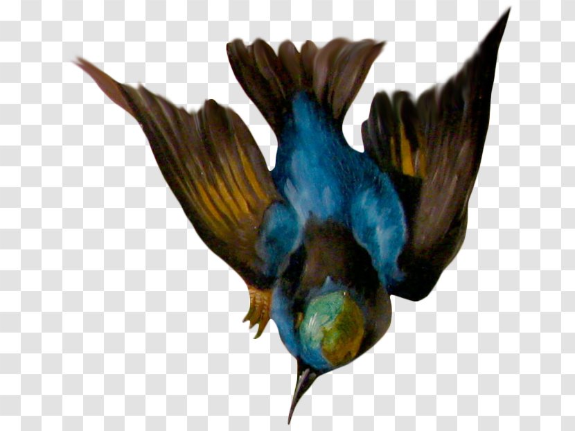 Clip Art - Beak - Bird Transparent PNG