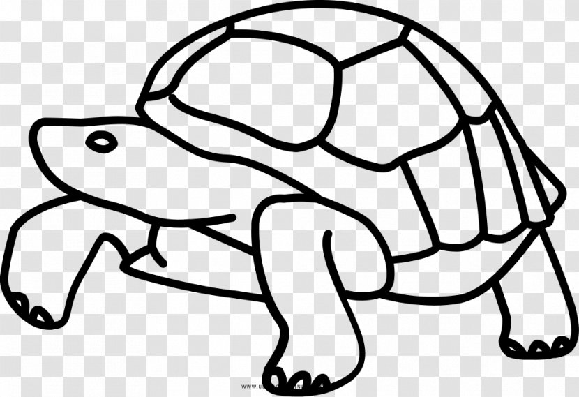 Galápagos Islands Tortoise Turtle Drawing Clip Art - Animal Transparent PNG
