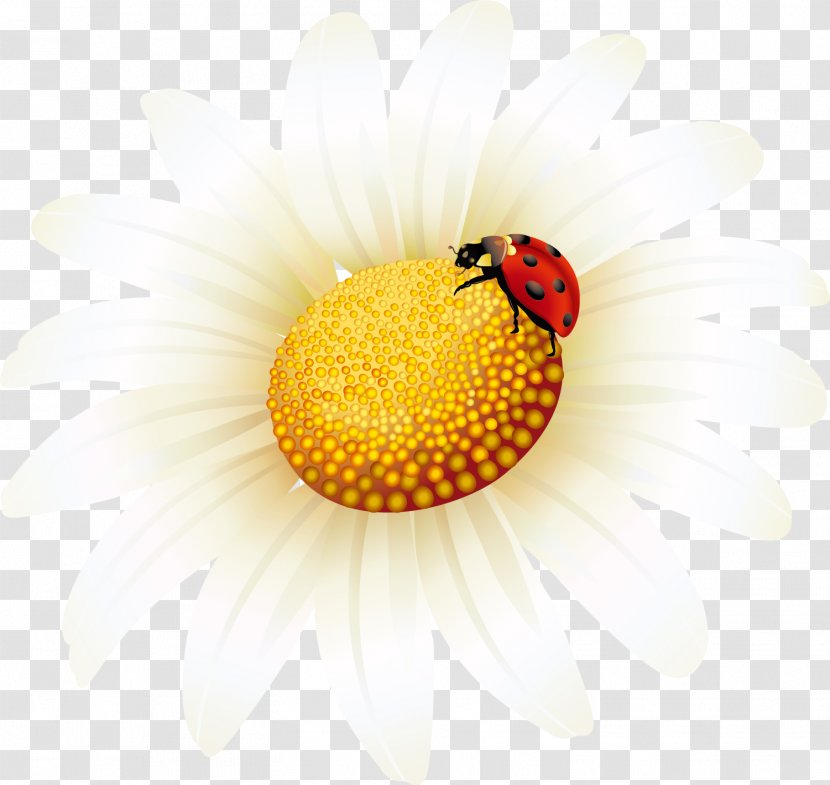 Common Sunflower Light Yellow - Small Crisp Transparent PNG