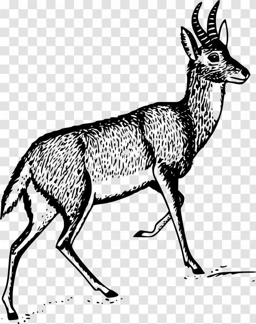 Antelope Bohor Reedbuck Clip Art - Pack Animal - Gazelle Transparent PNG