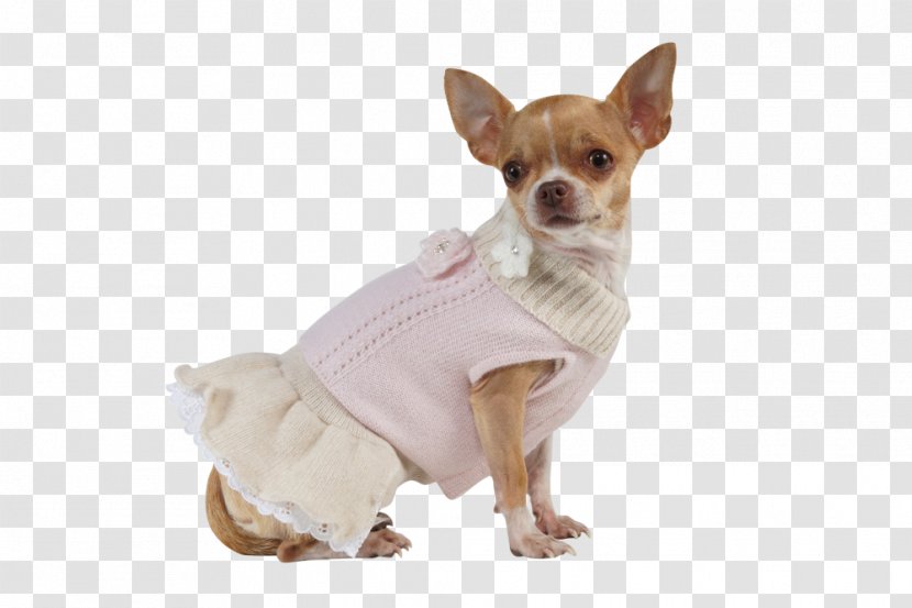 Chihuahua Puppy Dog Breed Companion Toy - Snout - Haute Couture Fashion Show Transparent PNG