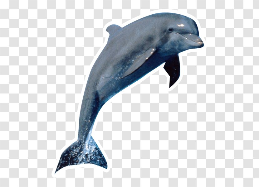 Dolphin Desktop Wallpaper Killer Whale Cetacea - Common Bottlenose Transparent PNG