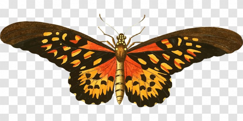 Butterfly Insect Image Clip Art - Invertebrate Transparent PNG