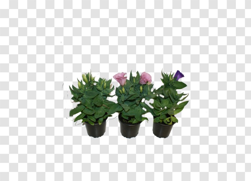 Flowerpot Citroën Cactus M Houseplant Shrub - Flowering Plant - Flower Transparent PNG