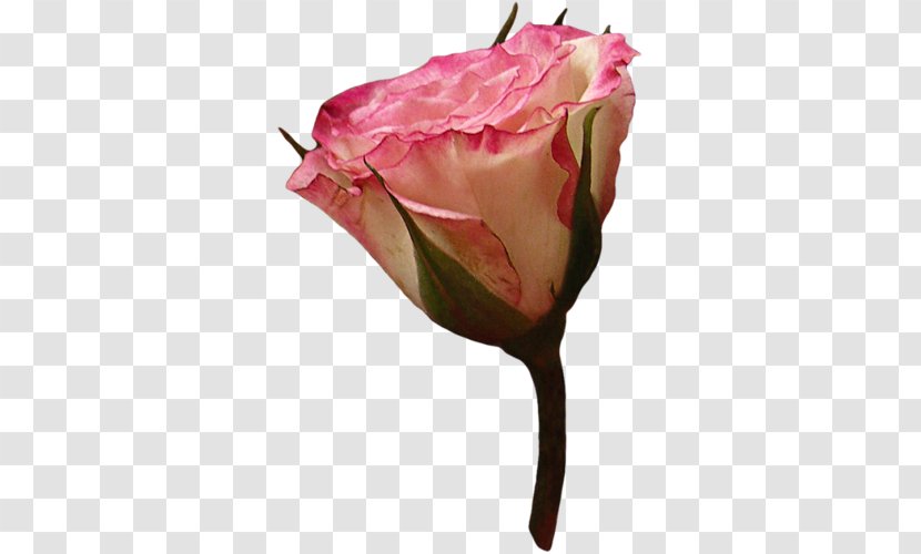 Garden Roses Cabbage Rose Pink Cut Flowers - Plant - Flower Transparent PNG