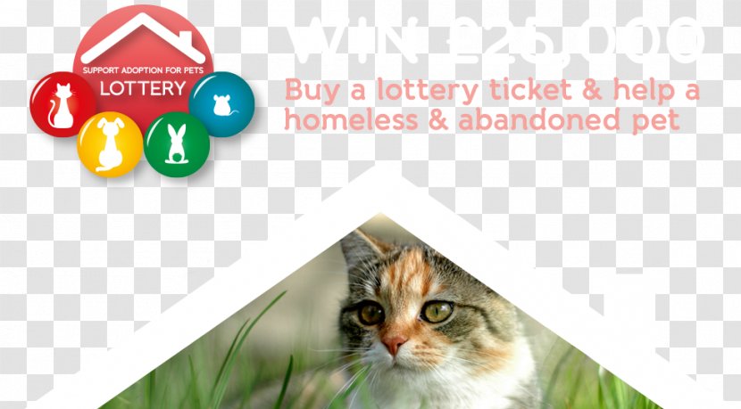 Cat Kitten Whiskers Pet Animal - Advertising - Lottery Ticket Transparent PNG