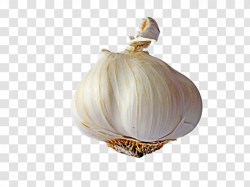 Solo Garlic Image File Formats Clip Art - Onion Transparent PNG