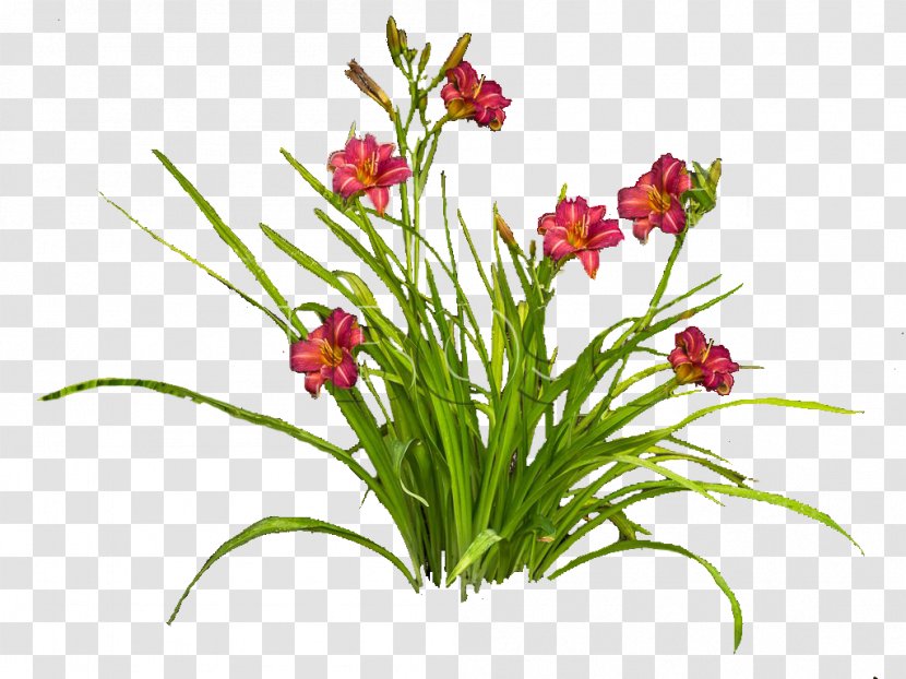 Daylily Architecture Garden Design - Plant - Landscaping Download Transparent PNG