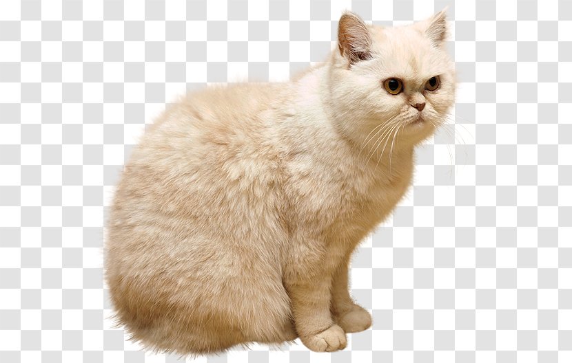Persian Cat Kitten Puppy Clip Art - Image File Formats - Cute Animals Transparent PNG