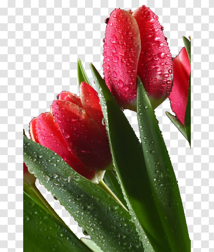 Drop Tulip Red Flower - Flowering Plant - Tulips With Water Droplets Transparent PNG