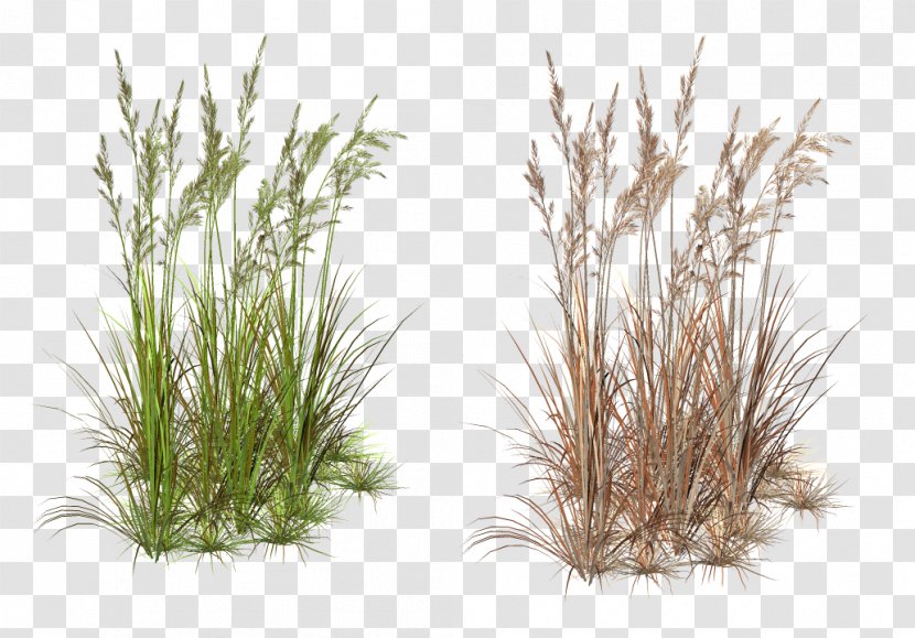 Lawn PaintShop Pro Weed - Preemergent Herbicide - Raster Graphics Transparent PNG