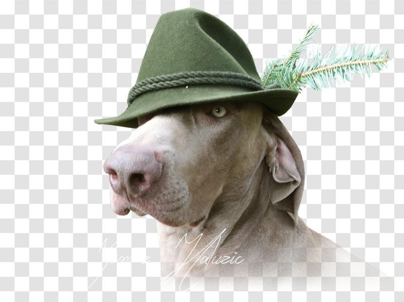 Weimaraner Sun Hat Dog Breed Snout - Sporting Group Transparent PNG