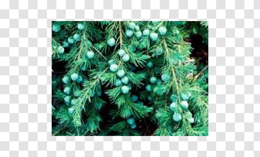 Juniperus Conferta Horizontalis Conifers Fir Pine - Crepe Myrtles Transparent PNG