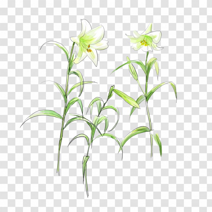 Lilium Flower White - Grass - Green Flowers Transparent PNG