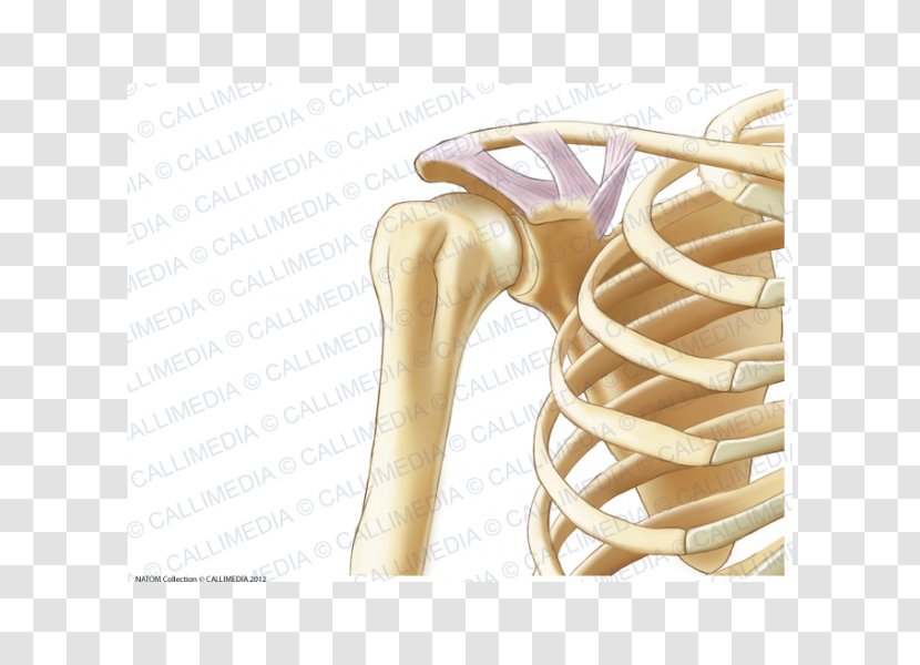 Anatomy Shoulder Coronal Plane Human Skeleton Bone - Arm Transparent PNG