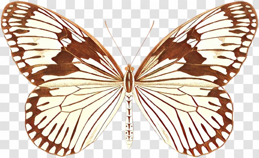 Science Cartoon - Moths And Butterflies - Lycaenid Brushfooted Butterfly Transparent PNG