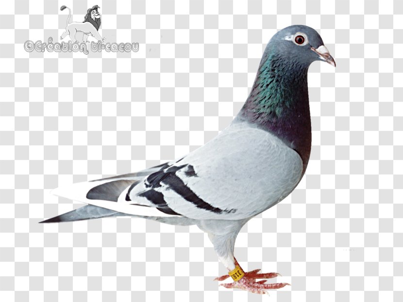 Stock Dove Columbidae Bird Homing Pigeon SNESDroid - Domestic Transparent PNG