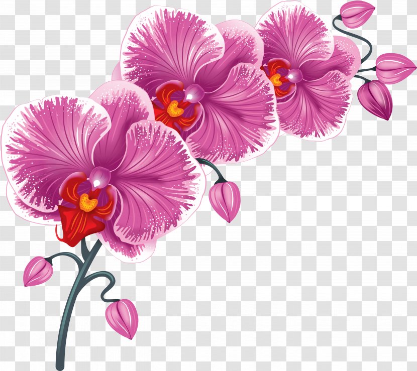 Flower Desktop Wallpaper Clip Art - Moth Orchid Transparent PNG