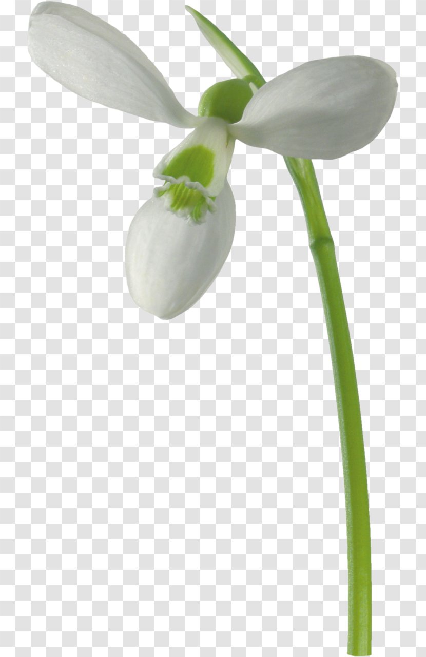 Galanthus Nivalis Flower Raster Graphics Clip Art - Flowering Plant - Snowdrop Transparent PNG