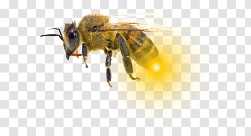Honey Bee Bumblebee کاروفناوری کلاله Hornet - Research Transparent PNG