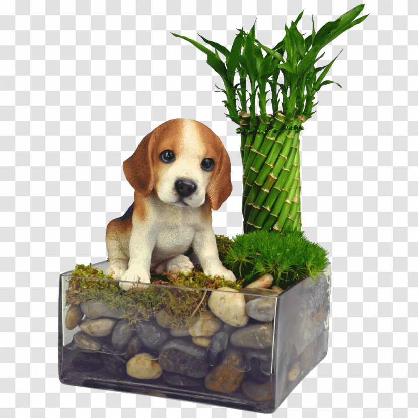 Beagle Harrier Puppy Dog Breed Companion Transparent PNG