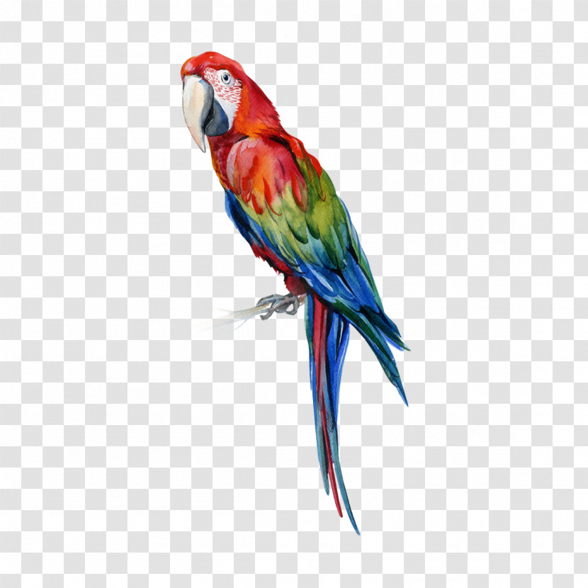 Lovebird Transparent PNG