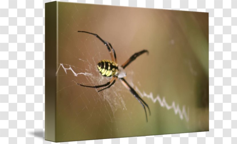 Angulate Orbweavers Spider Insect Golden Silk Orb-weaver Pest - Itsy Bitsy Transparent PNG